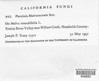 Puccinia malvacearum image